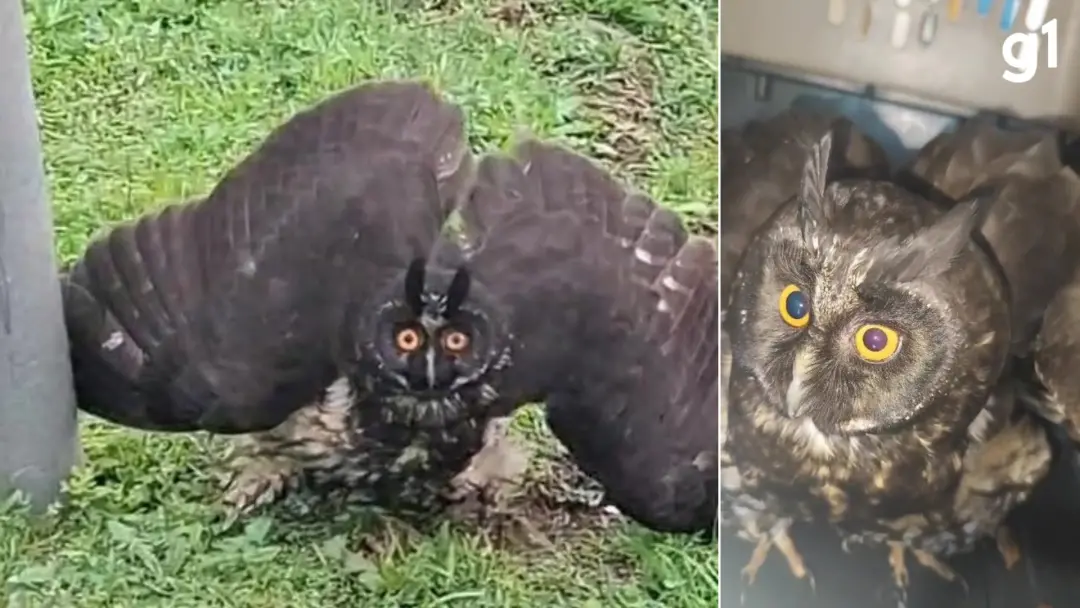 Caxias do Sul teve uma coruja mocho-diabo resgatada na rodovia RS-453, desnorteada e com suspeita de batida na cabeça. …