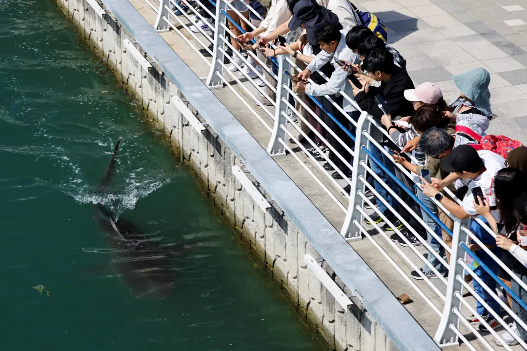 Tubarão de cerca de 3 metros preso em canal de Busan, Coreia do Sul, há quase 3 semanas. As tentativas de resgate falha…