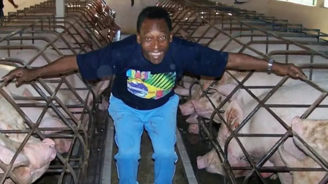 Fazenda de Pelé em Juquiá, SP, que ele usou por 38 anos para criar gado e porcos, está à venda por R$ 35 milhões. É imp…