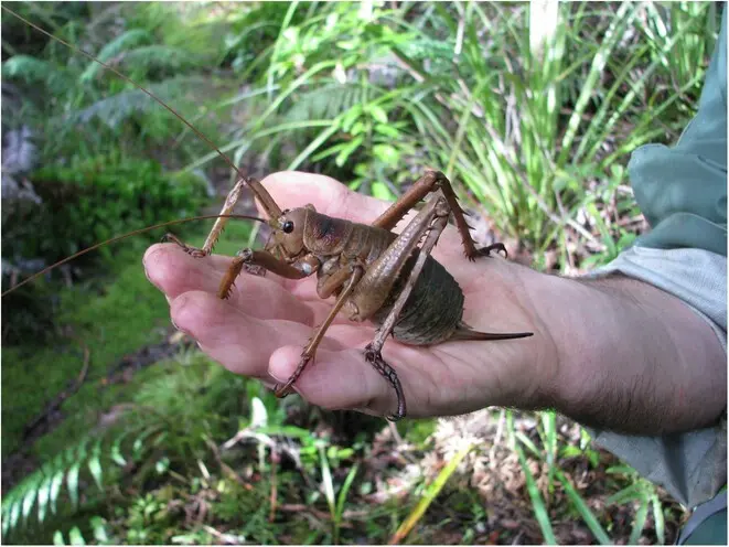 Wētāpunga, o inseto mais pesado do mundo, tá começando a se recuperar na Nova Zelândia. Cientistas libertaram 11 mil fê…