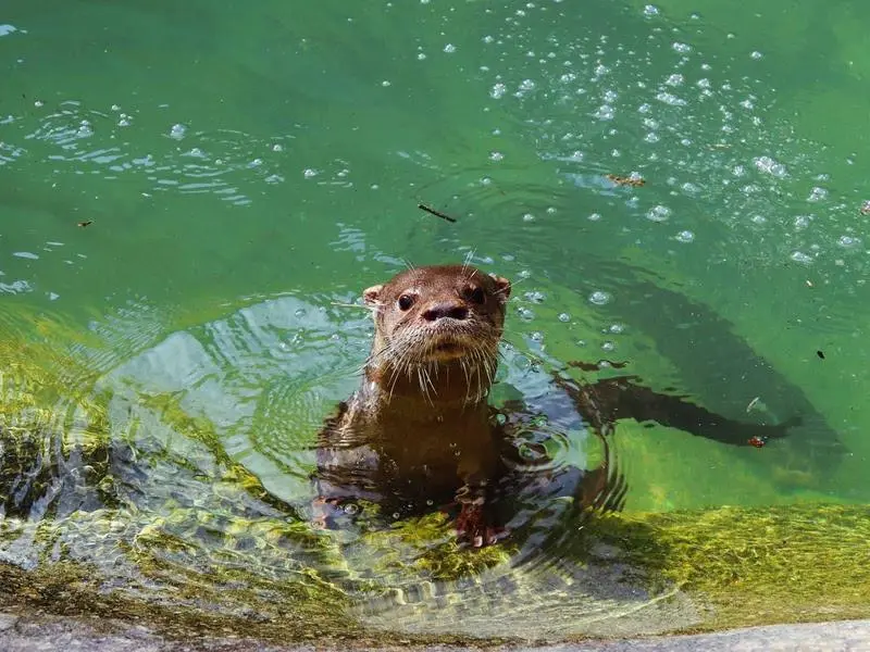 BioParque do Rio tem programação especial em outubro, com ingressos promocionais para crianças de 3 a 11 anos por R$ 20…