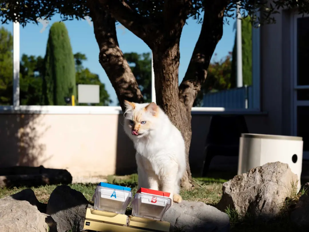 Em um centro da Royal Canin, na França, dezenas de gatos usam balanças para escolher rações, e nutricionistas observam …
