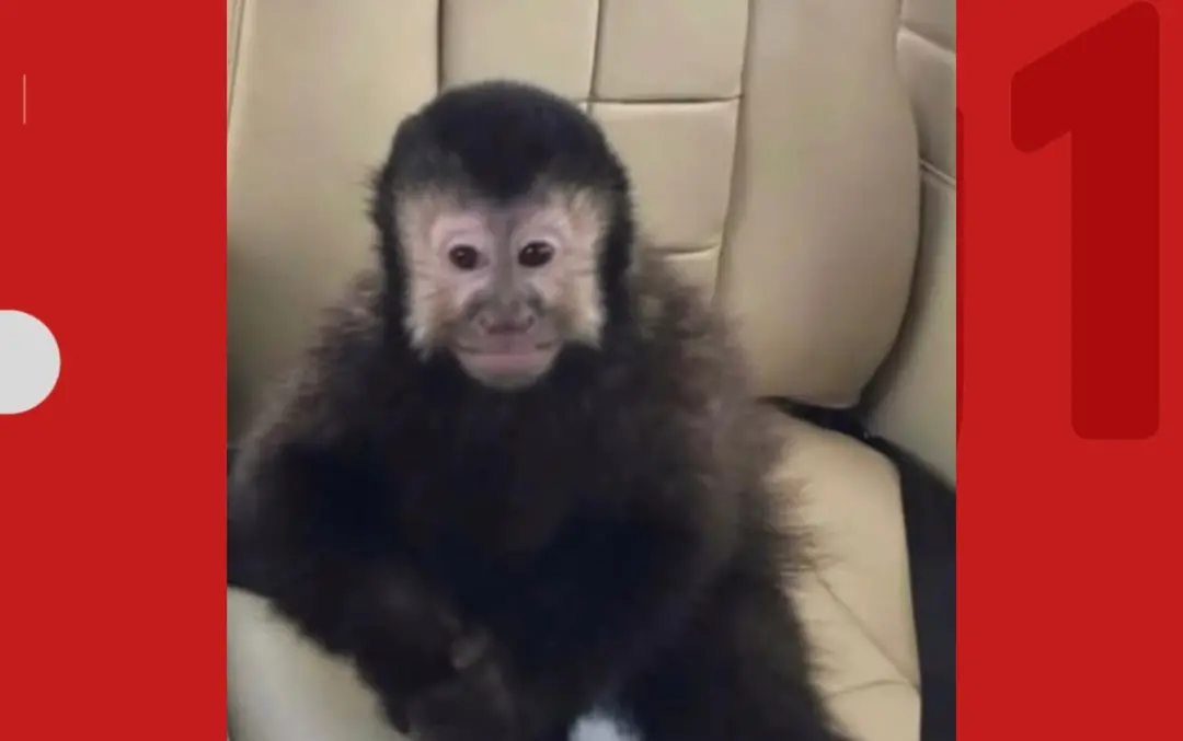 Três horas de resgate de macaco-prego em condomínio de Salvador, Bahia. O animal invadiu casas, quebrou um box e machuc…