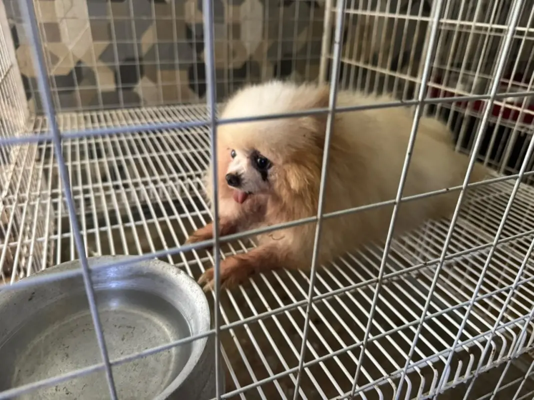 Vinte e oito cães foram resgatados de um canil clandestino dentro de ferro velho no Jardim Sulacap. É uma crueldade exp…