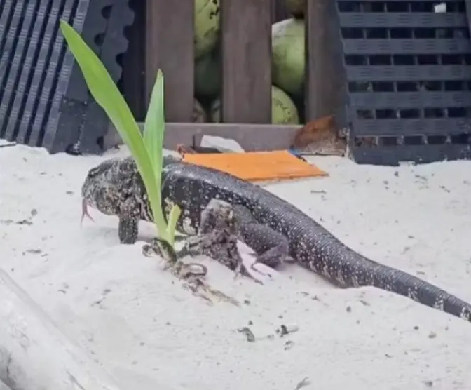 Praia da Barra, na segunda, um teiú grande foi visto andando na areia, até comendo maracujá. O animal ajuda a controlar…