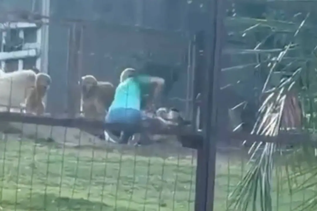 Hotel para pets em Bonito, MS, flagrado com agressão a um cachorro de nome Ravi. A proprietária reconheceu o ato, dizen…