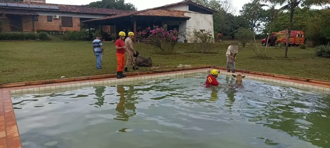 Dois bovinos entre 300 e 500 quilos caíram numa piscina em Morrinhos, Goiás. Os bombeiros precisaram de técnica pra tir…