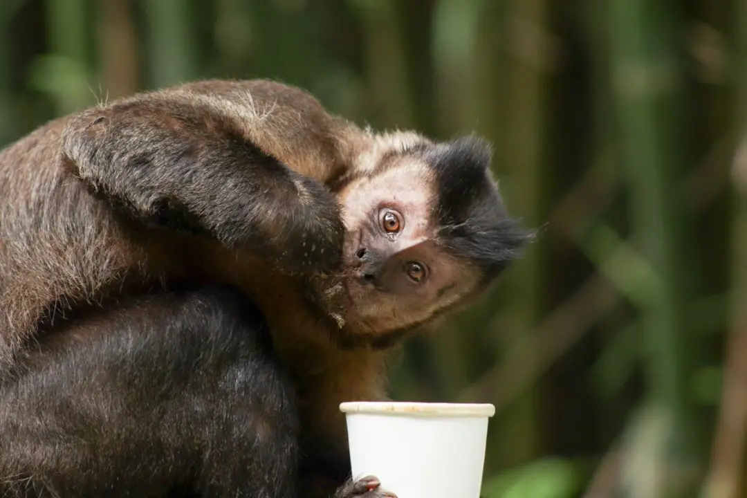 Macaco-prego invade casas no condomínio da Paralela, em Salvador, ferindo cinco pessoas após ingerir álcool e remédios.…