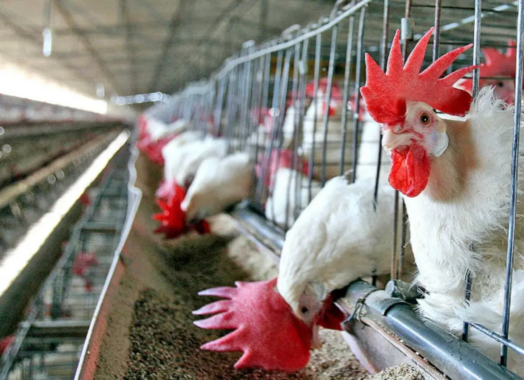 Selbach, no Alto Jacuí, registrou um caso de gripe aviária em aves de subsistência, confirmado pelo LFDA-SP. É um sinal…