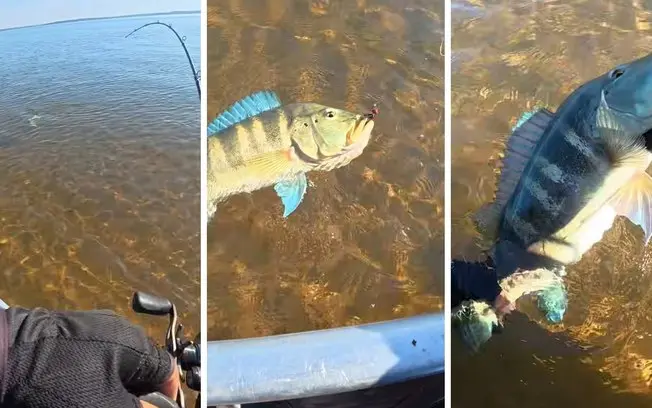 60 centímetros de um tucunaré azul fisgado em Mira Estrela, Rio Grande, na última sexta. Esse peixe precisa de muitos a…