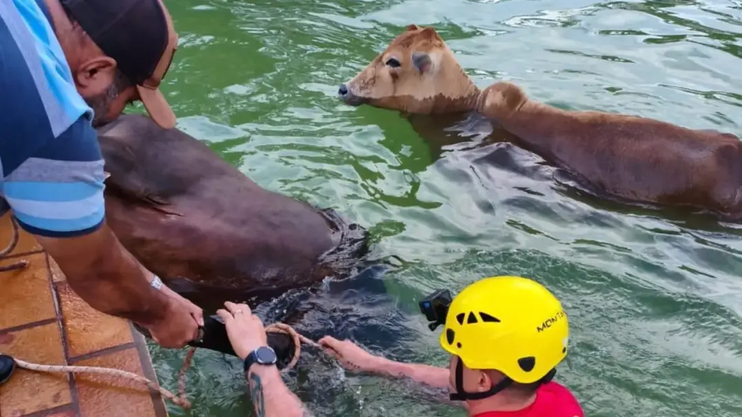 Dois bovinos de até 500 quilos foram resgatados dos banhados de uma piscina em chácara de Goiás. A situação mostra o ri…