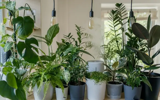 Centenas de plantas seriam necessárias para uma pessoa produzir o oxigênio que ela consome, segundo estudo. A ideia de …