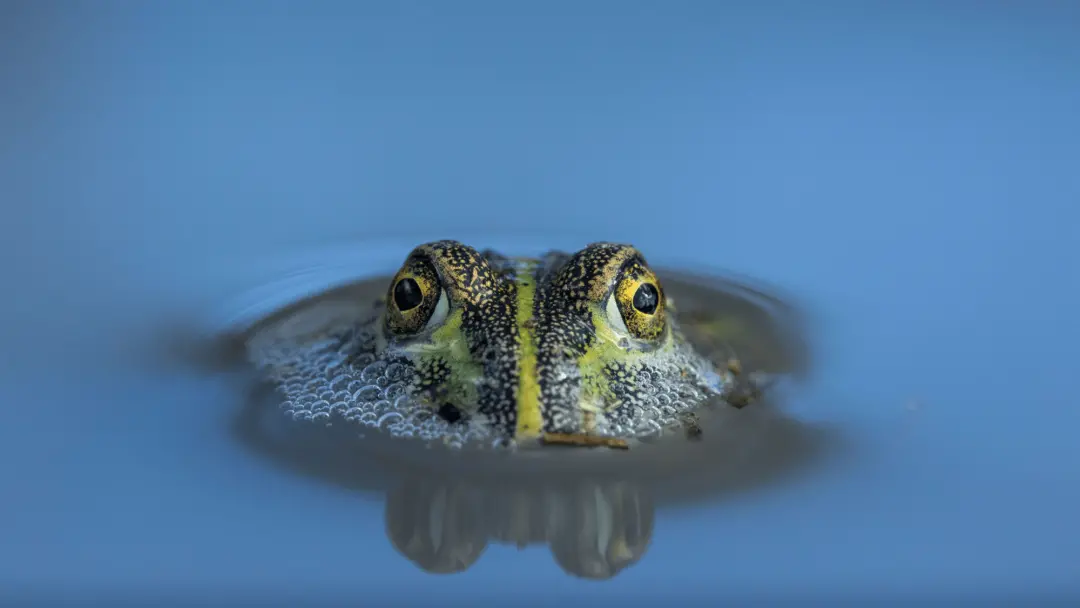 Bullfrogs conseguem manter funções neurais usando corpos cetônicos, sem depender totalmente do fígado, enquanto os níve…
