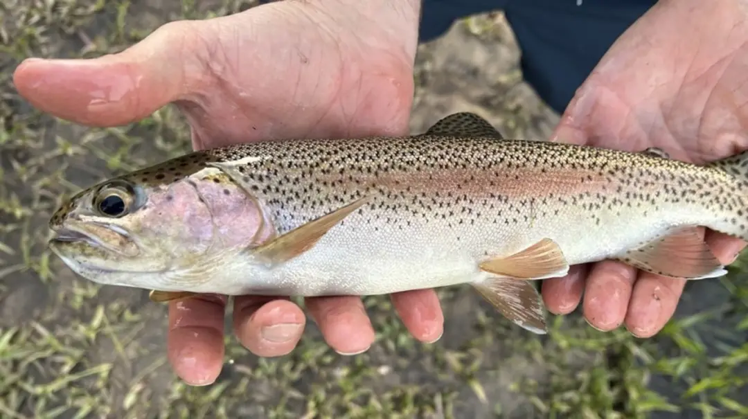 Bacia do Iguaçu, 70% das espécies de peixes são endêmicas, e um estudo aponta alto risco de invasão de peixes não nativ…