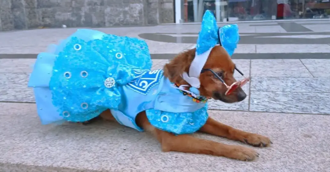 Cachorrinha Mel foi à missa vestida de Paysandu na Igreja dos Capuchinhos, em Belém. A cena junta fé, futebol e a tradi…