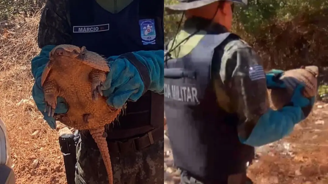 Tatu encontrado dentro de casa no litoral do Piauí. O resgate pela Polícia Militar mostra como a natureza se insinua no…