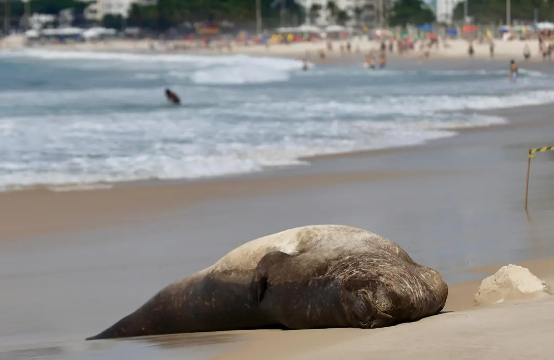 Copacabana, no Posto 3, um elefante-marinho estava descansando na areia. Esse animal faz um tour pela costa, já visto e…