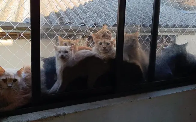 Concórdia, SC, tem 220 gatos em cuidados após decisão judicial, mas somente 10 foram adotados. A baixa procura é o gran…