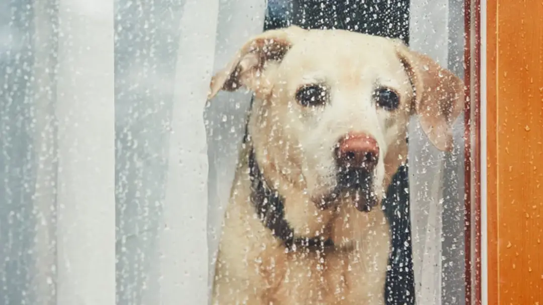 Secar as patas e trocar as roupinhas molhadas ajudam a proteger cães e gatos da umidade e do estresse. Acho importante …