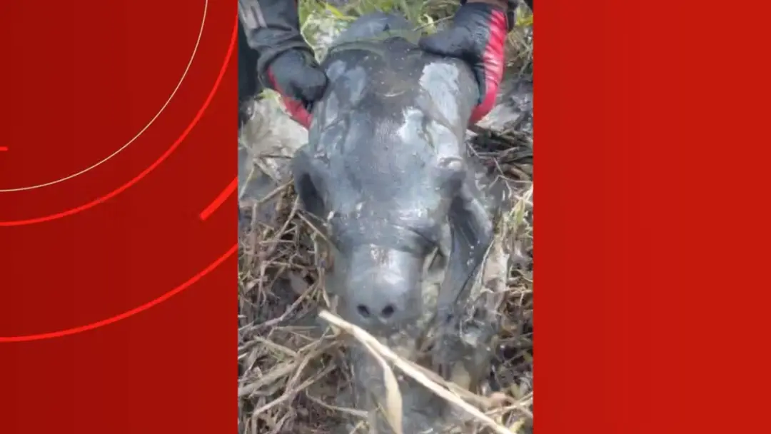 Poça de lama no entorno de Parintins, Amazonas. Um filhote de peixe-boi foi resgatado por pilotos de motocross após fic…