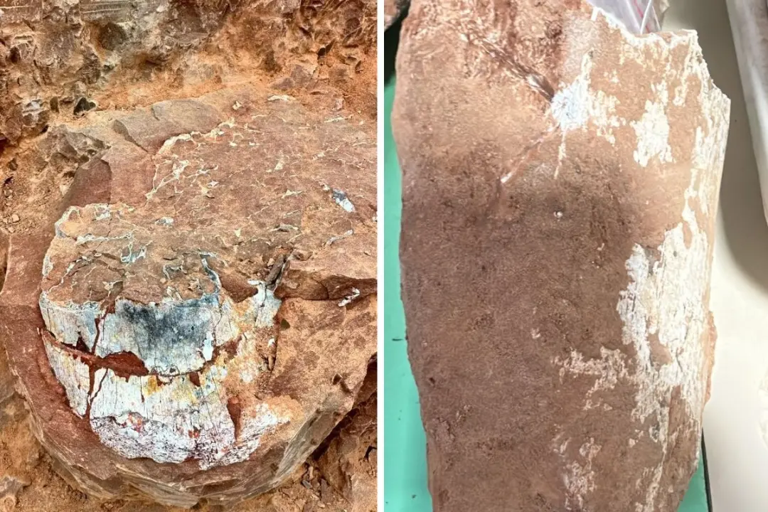 Fragmentos de fósseis de crocodilos foram achados em Presidente Prudente, no Parque dos Girassóis. Acho importante esse…
