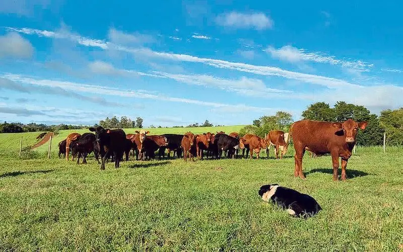 Cães Border Collie estão sendo usados no campo brasileiro, ajudando a manejar lotes de 200 a 300 cabeças com eficiência…