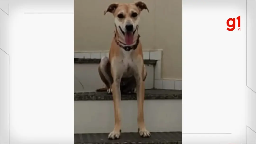 Lucy, cadela caramelo de 9 meses, desapareceu na Zona Leste de Teresina na manhã de sábado. O susto com um carro a fez …