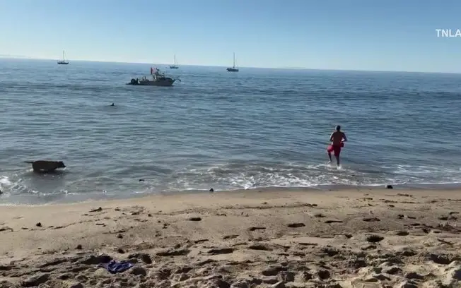Malibu, Califórnia: pescador foi mordido duas vezes por um tubarão mako após devolver o animal ao caiaque. A reação do …