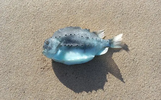 O peixe-lapa consegue se prender a superfícies com uma ventosa que cria uma pressão negativa de quase 1,3 quilopascal. …