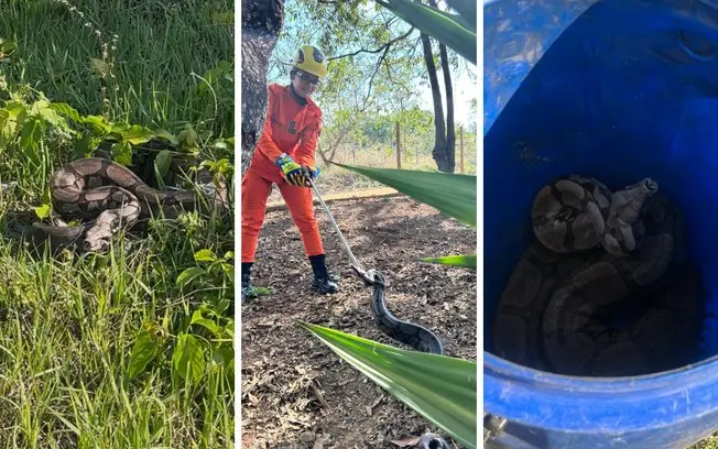 Uma jiboia de 1,5 metro foi resgatada pelo Corpo de Bombeiros Militar em uma chácara de Bela Vista de Goiás. É bom que …