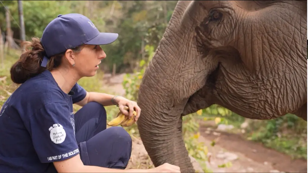 Uma francesa comprou elefantes de donos abusivos no Laos, onde restam uns 800 animais perto da extinção. É importante e…