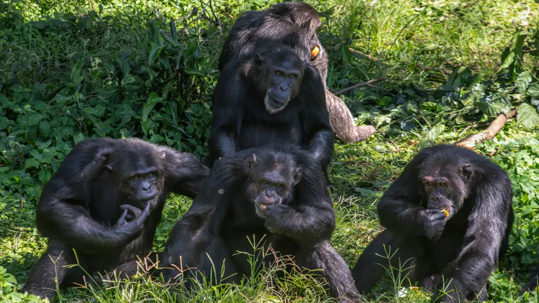 Chimpanzés de Uganda roubam menos abacaxi de amigos. A descoberta mostra que o laço entre quem rouba e quem é alvo infl…