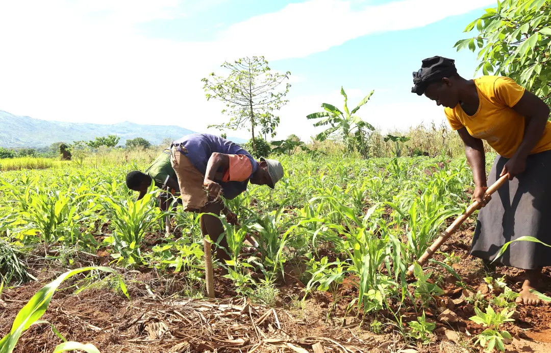 Keyala Matias e família usam barreiras de plátano para salvar plantação de milho em Nsanje, Malaui. É uma batalha difíc…