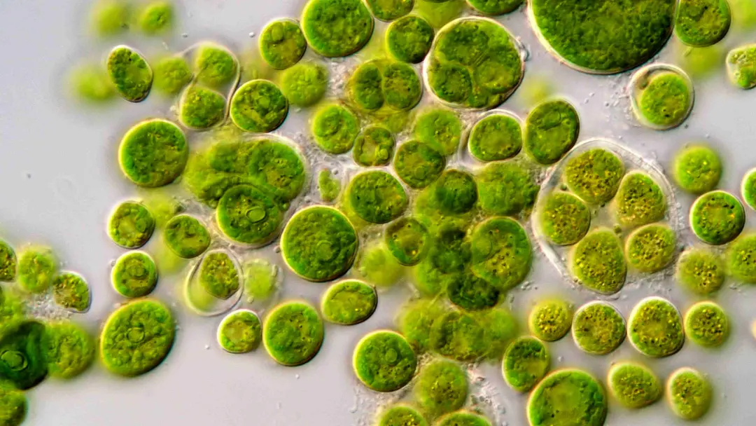 Alga Chlamydomonas responde à luz em meio milissegundo, enquanto no cérebro humano a reação demora dez milissegundos. E…