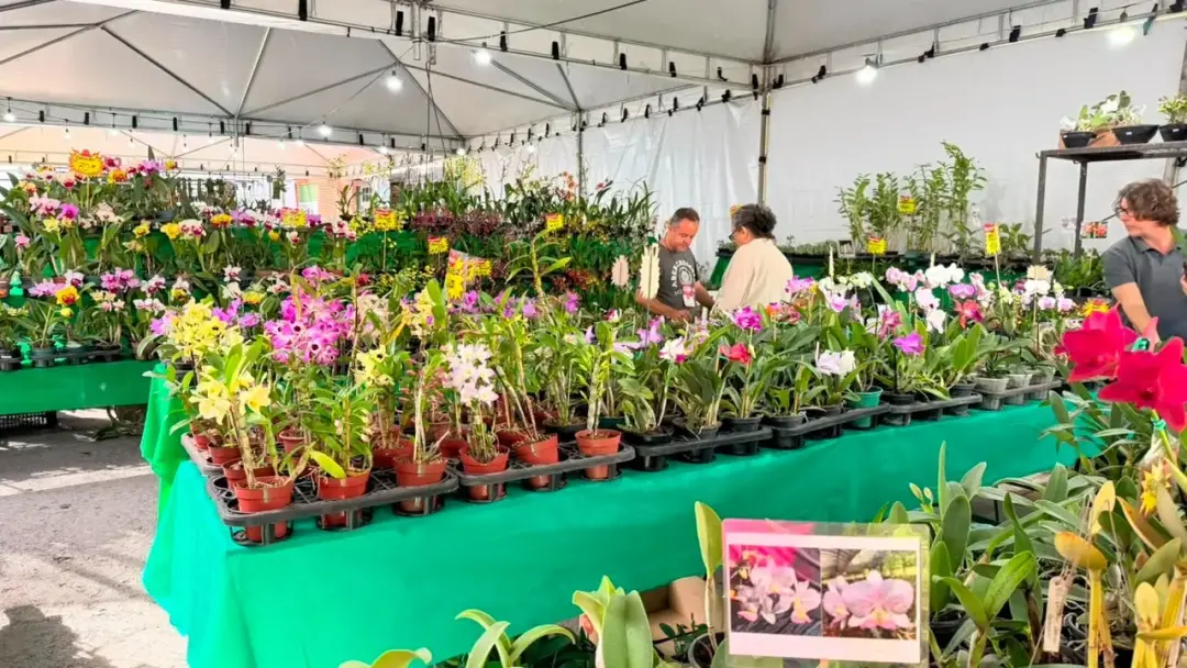 Goiânia recebe a 2ª Exposição Regional de Orquídeas com entrada gratuita de sexta a domingo no Jardim América. Curto mu…