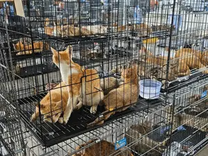 Doze pessoas foram presas por roubar 2.700 gatos no Vietnã para abate. A prática é um absurdo, porque trata seres vivos…