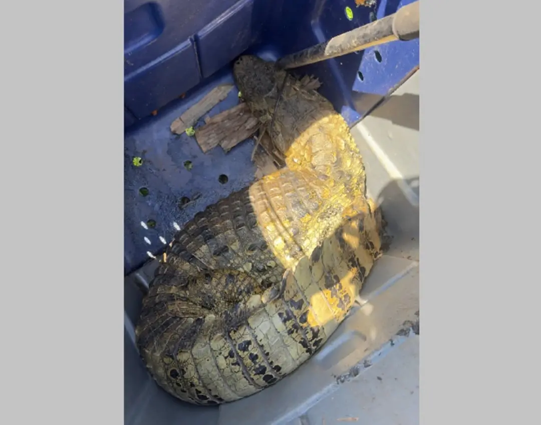 Dois metros de jacaré-de-papo-amarelo foram resgatados de dentro de uma caixa de gordura em fazenda em Cabo Frio. É um …