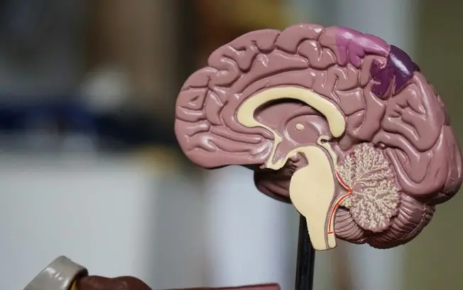 Stanford Medicine descobriu que o cérebro humano se forma a partir de dois grupos celulares distintos, um para funções …