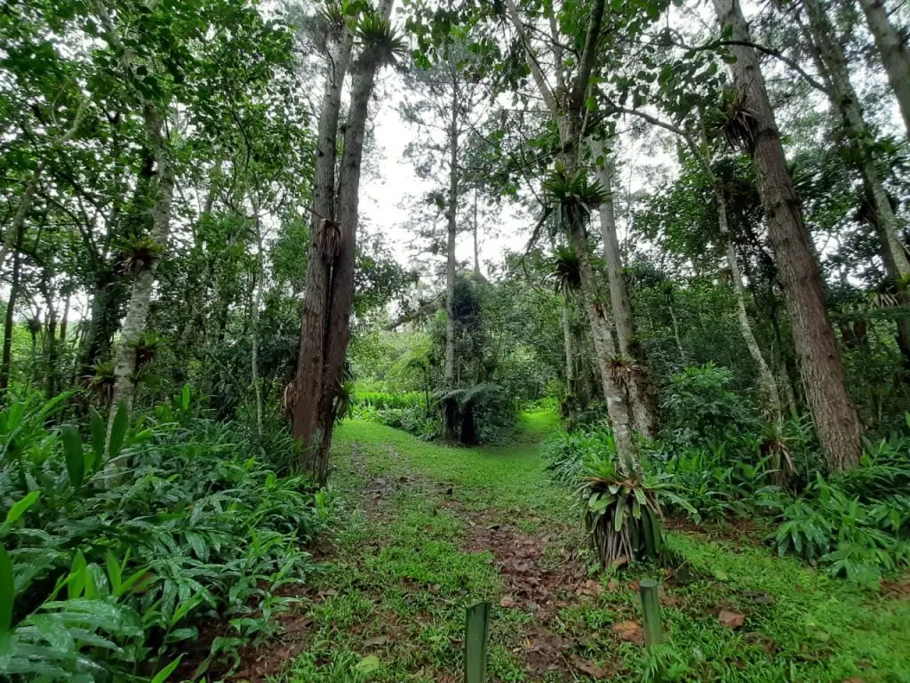 Cinco jovens de São Paulo vão participar do intercâmbio virtual com o Japão sobre biodiversidade até 25 de outubro. A t…