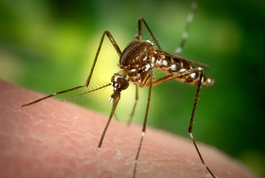 Mosquitos Aedes aegypti e Aedes albopictus estão ampliando áreas de atuação no planeta, disseminando dengue, zika e chi…