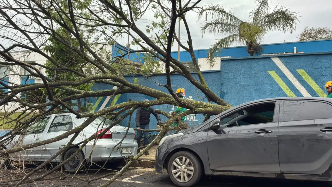 Árvore caiu sobre carro em Piracicaba e impediu Rafaella de votar. Isso mostra como problemas estruturais como a manute…