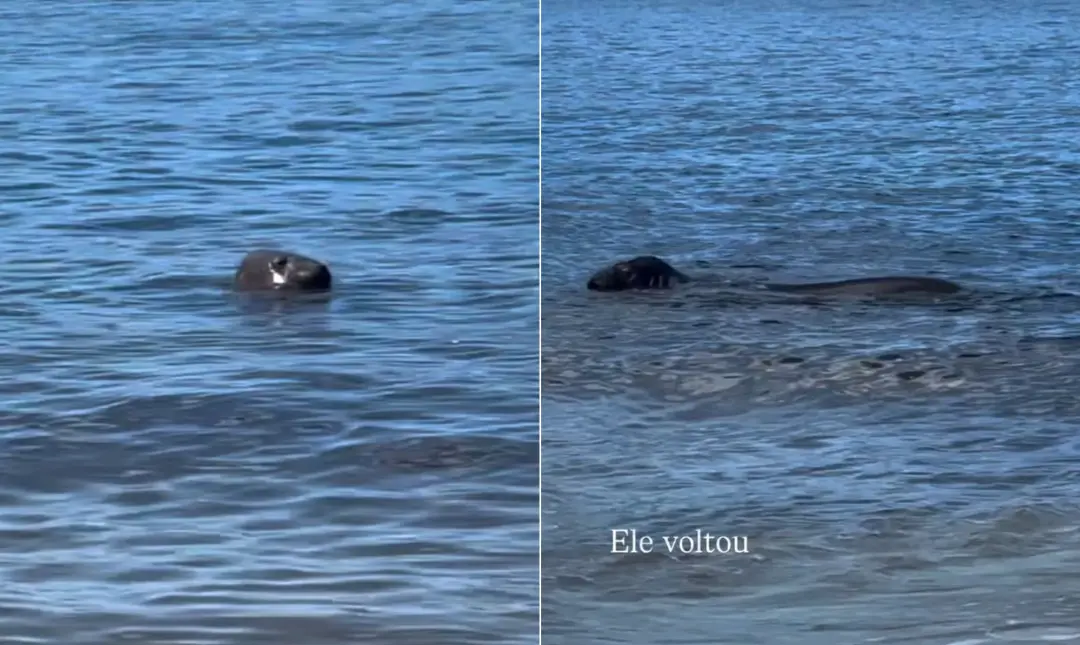 Elefante-marinho visto na orla de Niterói na manhã de domingo, 4. O bicho fez um tour pela costa, aparecendo em Recreio…