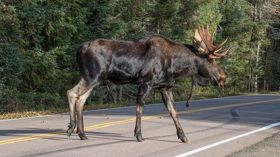 Steamboat Springs, Colorado. Dois alces enormes brigando na rua, em plena temporada de acasalamento, e um deles acaba s…