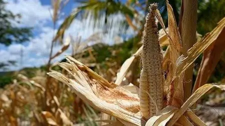 El Niño causa impactos no Corredor Seco da América Central, levando gado a morrer. É um ciclo da natureza que cobra um …