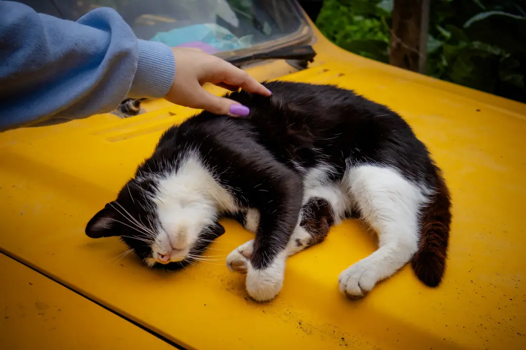 Gatos formam laços mais fortes com pessoas específicas mesmo convivendo com mais de um dono. A confiança e a forma como…
