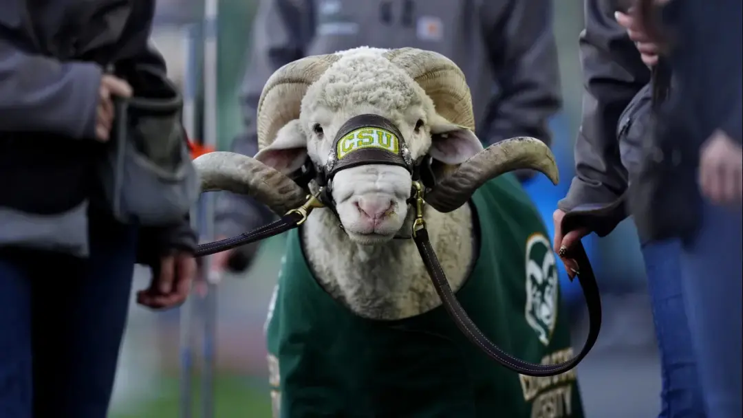 Tyson Summers saiu da equipe de Colorado State no meio do jogo contra Oregon State. A saída foi confirmada depois como …