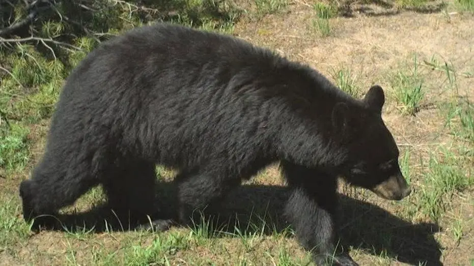 Sunset Heights, Idaho, teve dois feridos depois de um urso jovem atacar perto da casa na sexta de manhã. O fato é que a…