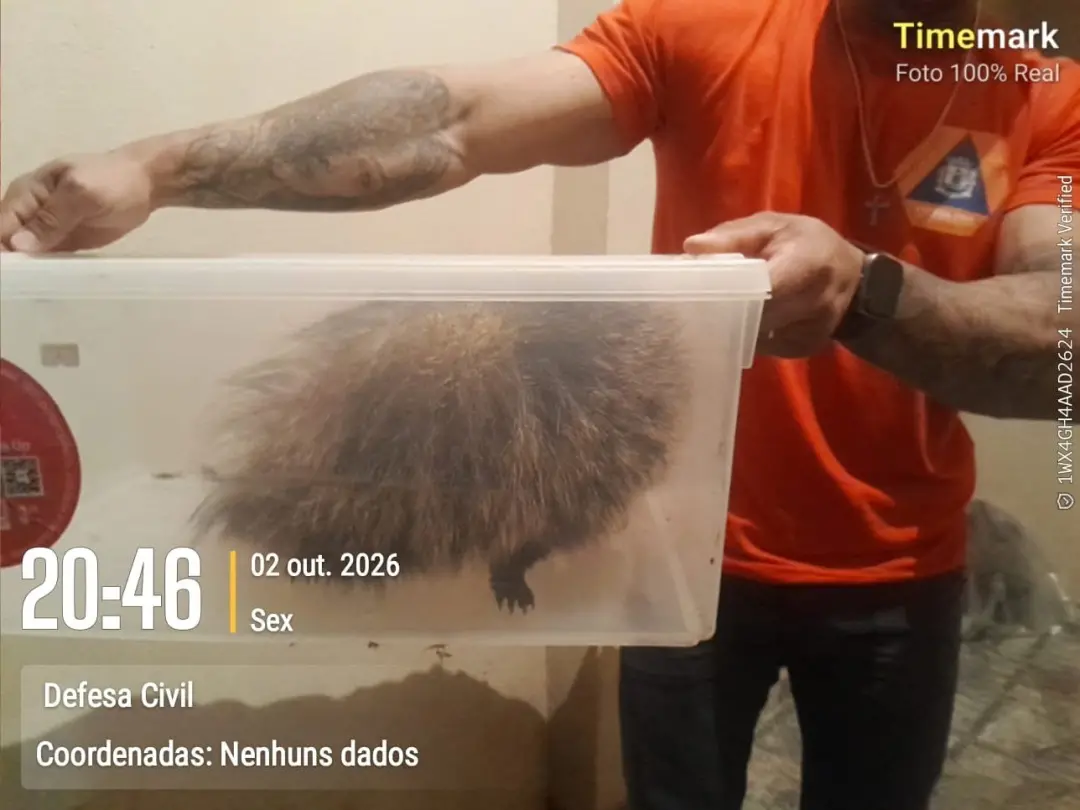 Um ouriço-cacheiro foi resgatado pela Defesa Civil de Taquarituba depois de ser encontrado dentro de um imóvel na Rua 7…