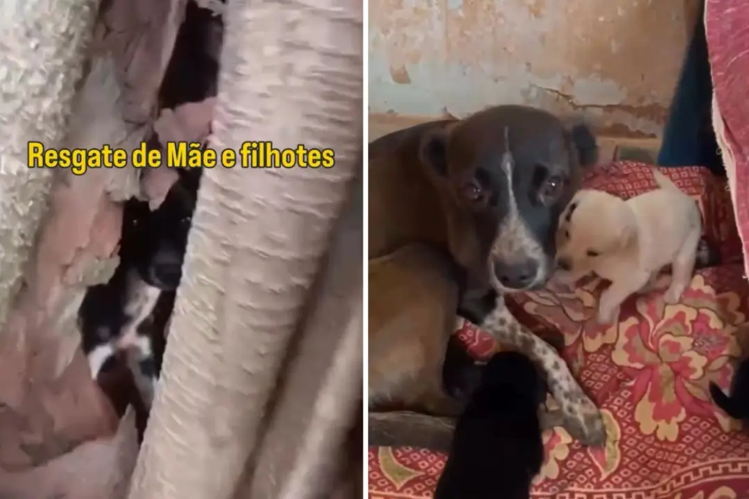 Cadela e cinco filhotes foram resgatados de dentro da árvore na Estrada Municipal de Taciba, em São Paulo. É bom ver a …