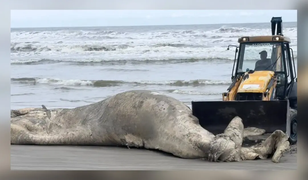 Mongaguá, litoral de São Paulo, teve uma baleia-jubarte encontrada morta à beira-mar na manhã de sábado. O animal estav…